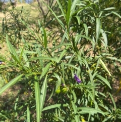 Solanum linearifolium at Lake Burley Griffin West - 30 Jan 2024