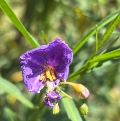 Solanum linearifolium at Lake Burley Griffin West - 30 Jan 2024