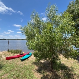 Acacia implexa at Lake Burley Griffin West - 30 Jan 2024