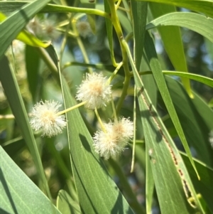 Acacia implexa at Lake Burley Griffin West - 30 Jan 2024