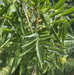 Fraxinus angustifolia at Lake Burley Griffin West - 30 Jan 2024 12:49 PM