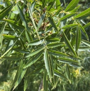 Fraxinus angustifolia at Lake Burley Griffin West - 30 Jan 2024 12:49 PM