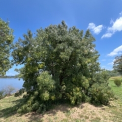 Fraxinus angustifolia at Lake Burley Griffin West - 30 Jan 2024 12:49 PM