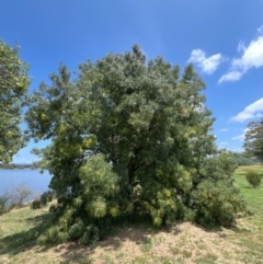 Fraxinus angustifolia at Lake Burley Griffin West - 30 Jan 2024