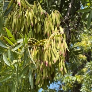 Fraxinus angustifolia at Lake Burley Griffin West - 30 Jan 2024