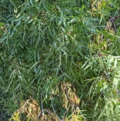 Fraxinus angustifolia at Lake Burley Griffin West - 30 Jan 2024 12:49 PM