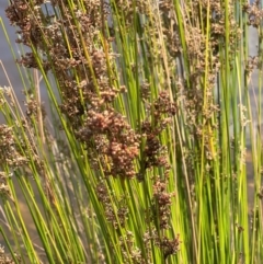 Juncus (genus) (A Rush) at Lake Burley Griffin West - 30 Jan 2024 by JimL