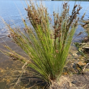 Juncus sp. at Lake Burley Griffin West - 30 Jan 2024