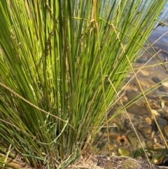 Juncus sp. at Lake Burley Griffin West - 30 Jan 2024