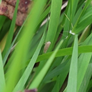 Orosius orientalis at Lyons, ACT - 30 Jan 2024