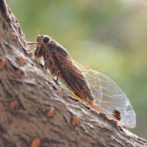 Galanga labeculata at Chapman, ACT - 30 Jan 2024