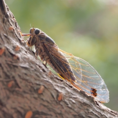 Galanga labeculata (Double-spotted cicada) at Chapman, ACT - 29 Jan 2024 by BarrieR