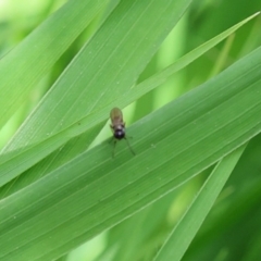 Diptera (order) at Lyons, ACT - 30 Jan 2024 11:37 AM
