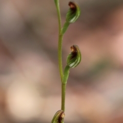 Speculantha rubescens (Blushing Tiny Greenhood) at QPRC LGA - 30 Jan 2024 by Csteele4