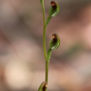 Speculantha rubescens at QPRC LGA - suppressed