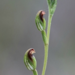 Speculantha rubescens at QPRC LGA - suppressed