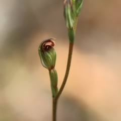 Speculantha rubescens at QPRC LGA - suppressed