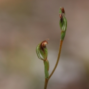 Speculantha rubescens at QPRC LGA - suppressed