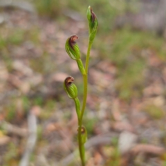 Speculantha rubescens at QPRC LGA - 30 Jan 2024