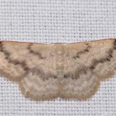 Idaea (genus) (A Geometer Moth) at Jerrabomberra, NSW - 29 Jan 2024 by DianneClarke