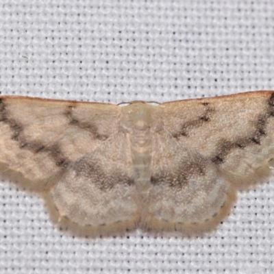 Idaea (genus) (A Geometer Moth) at Jerrabomberra, NSW - 29 Jan 2024 by DianneClarke