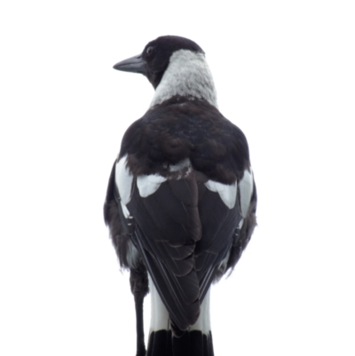 Gymnorhina tibicen (Australian Magpie) at Downer, ACT - 26 Jan 2024 by RobertD