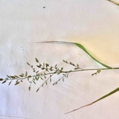 Eragrostis cilianensis (Stinkgrass) at Higgins Woodland - 30 Jan 2024 by Untidy