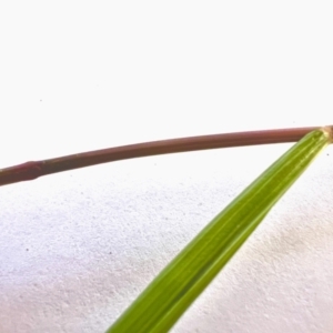 Eragrostis cilianensis at Higgins Woodland - 30 Jan 2024