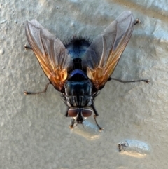 Chetogaster violacea/viridis (complex) (Bristle Fly) at Campbell, ACT - 29 Jan 2024 by Pirom