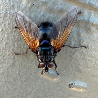 Chetogaster violacea/viridis (complex) (Bristle Fly) at Mount Ainslie - 29 Jan 2024 by Pirom