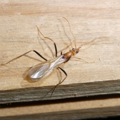 Leptomyrmex sp. (genus) (Spider ant) at QPRC LGA - 29 Jan 2024 by arjay