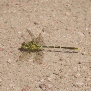 Austrogomphus guerini at QPRC LGA - 27 Jan 2024 10:11 AM