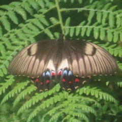 Papilio aegeus (Orchard Swallowtail, Large Citrus Butterfly) at Reidsdale, NSW - 26 Jan 2024 by MatthewFrawley