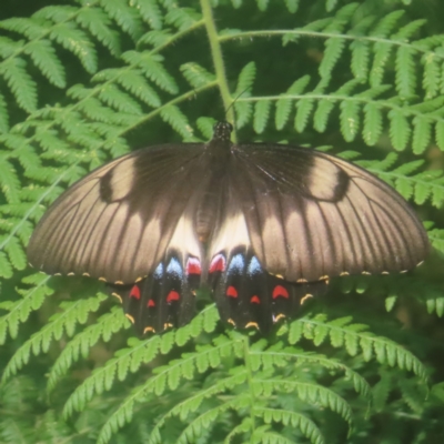 Papilio aegeus (Orchard Swallowtail, Large Citrus Butterfly) at Reidsdale, NSW - 26 Jan 2024 by MatthewFrawley