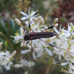 Amphirhoe sloanei at QPRC LGA - 27 Jan 2024