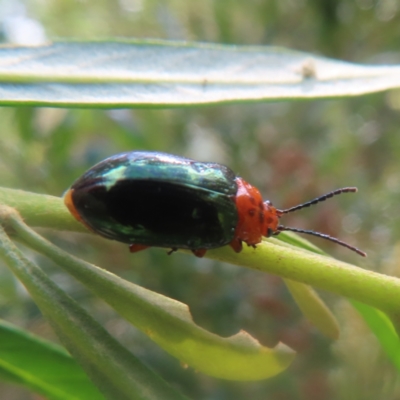 Lamprolina (genus) (Pittosporum leaf beetle) at QPRC LGA - 26 Jan 2024 by MatthewFrawley