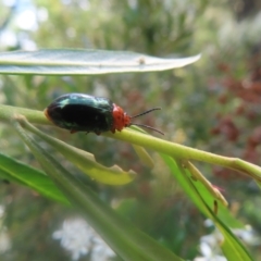 Lamprolina (genus) at QPRC LGA - 27 Jan 2024