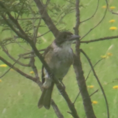 Cracticus torquatus (Grey Butcherbird) at QPRC LGA - 27 Jan 2024 by MatthewFrawley