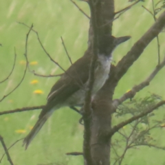 Cracticus torquatus at QPRC LGA - 27 Jan 2024