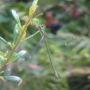 Synlestes weyersii tillyardi at QPRC LGA - 27 Jan 2024 11:21 AM