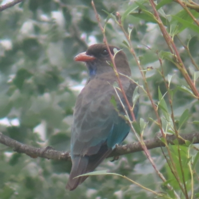 Eurystomus orientalis (Dollarbird) at Braidwood, NSW - 30 Jan 2024 by MatthewFrawley