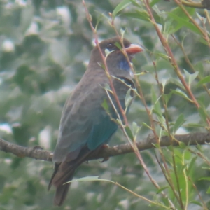 Eurystomus orientalis at QPRC LGA - 30 Jan 2024 12:00 PM