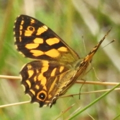 Oreixenica kershawi (Striped Xenica) at Paddys River, ACT - 29 Jan 2024 by JohnBundock