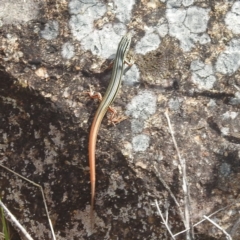 Ctenotus taeniolatus (Copper-tailed Skink) at McQuoids Hill - 29 Jan 2024 by HelenCross