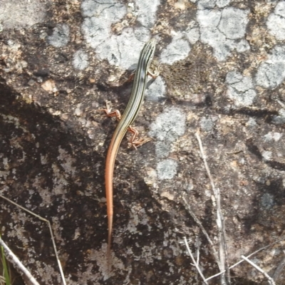 Ctenotus taeniolatus (Copper-tailed Skink) at Kambah, ACT - 29 Jan 2024 by HelenCross