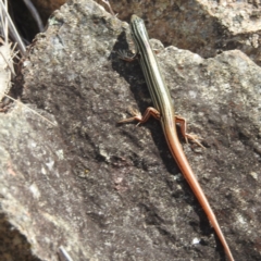 Ctenotus taeniolatus at McQuoids Hill - 30 Jan 2024