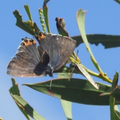 Jalmenus ictinus (Stencilled Hairstreak) at McQuoids Hill - 30 Jan 2024 by HelenCross