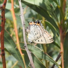 Jalmenus ictinus at McQuoids Hill - 30 Jan 2024 10:59 AM