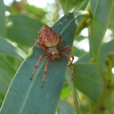 Salsa fuliginata (Sooty Orb-weaver) at Kambah, ACT - 30 Jan 2024 by HelenCross