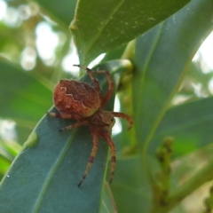 Salsa fuliginata at McQuoids Hill - 30 Jan 2024